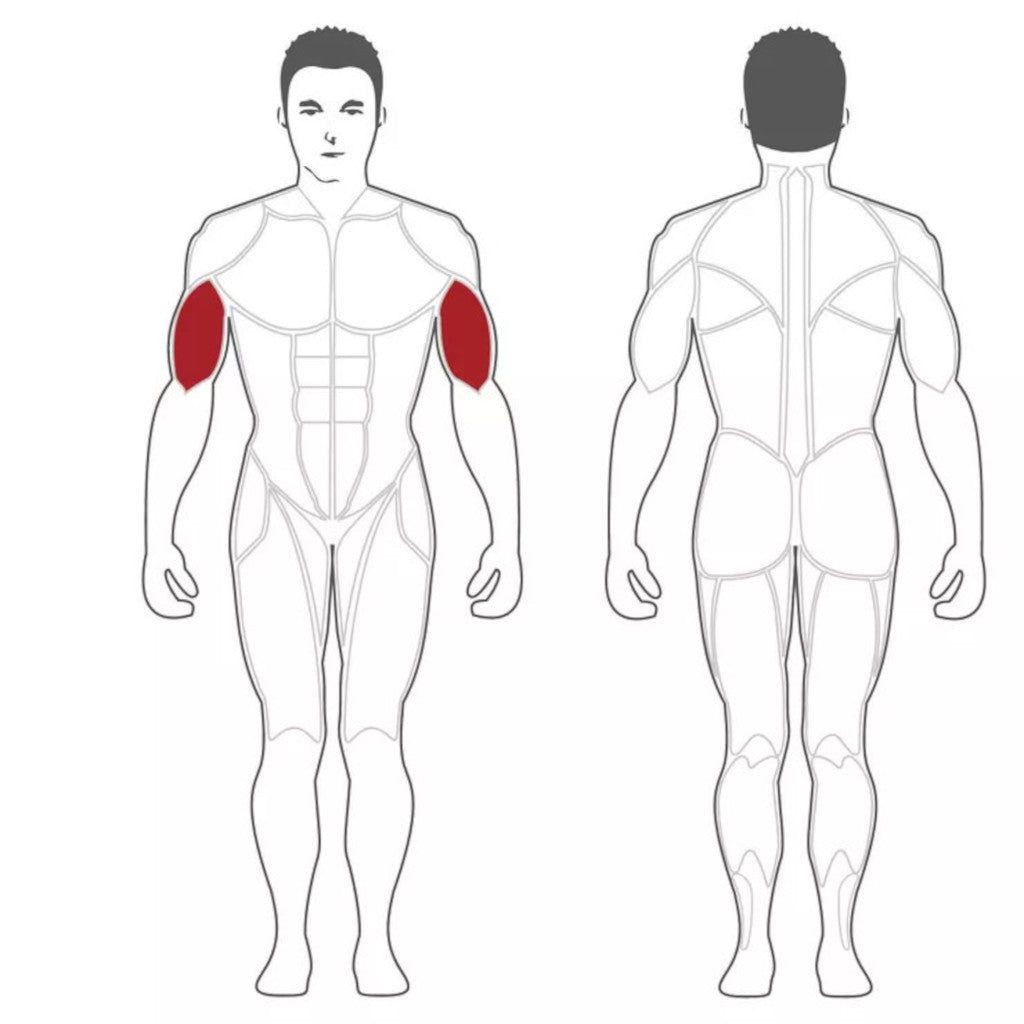 Steelflex PLBC Bicep Curl Plate Loaded